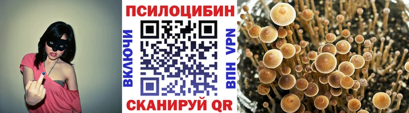 Галлюциногенные грибы Psilocybe  купить   Ростов-на-Дону 